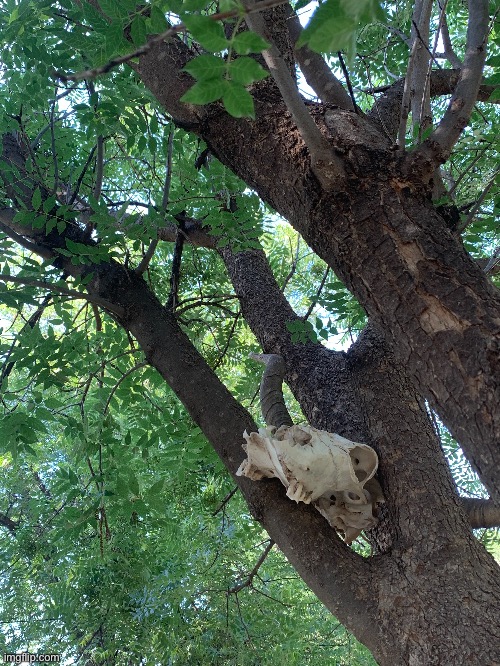 Longhorn skull in tree | image tagged in awesome,photo | made w/ Imgflip meme maker