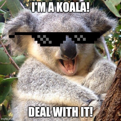 Koala | I'M A KOALA! DEAL WITH IT! | image tagged in cute animals | made w/ Imgflip meme maker