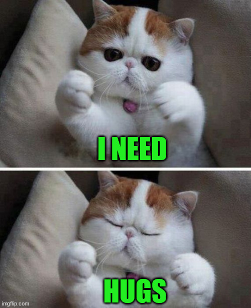 I NEED; HUGS | image tagged in cats | made w/ Imgflip meme maker