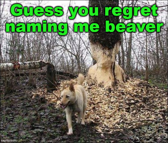 Guess you regret naming me beaver | image tagged in dogs | made w/ Imgflip meme maker