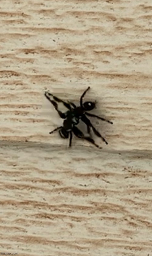 2 jumping spiders fighting | image tagged in awesome,spider | made w/ Imgflip meme maker
