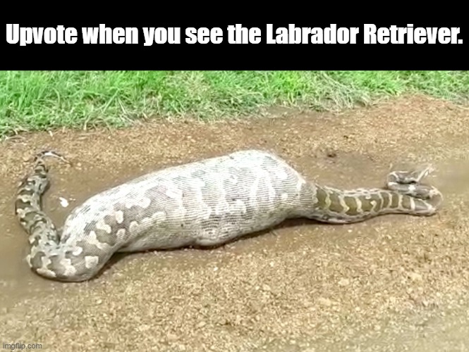 Upvote when you see the Labrador Retriever. | image tagged in dark humor | made w/ Imgflip meme maker