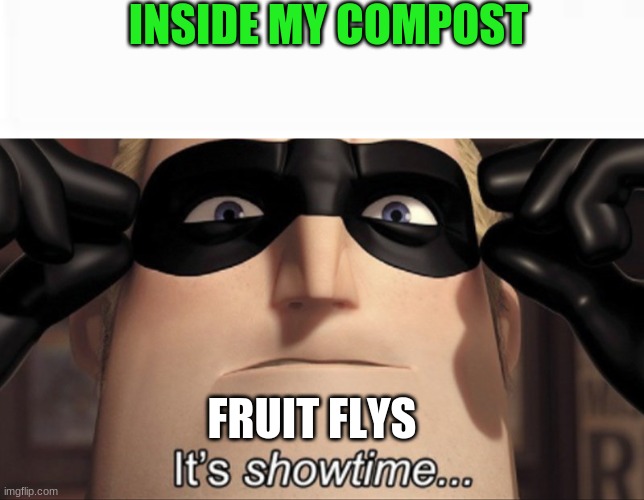 Fruit flies | INSIDE MY COMPOST; FRUIT FLYS | image tagged in it's showtime,fruit flies,flies,fruit,compost,meme | made w/ Imgflip meme maker