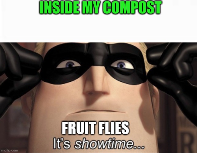 Fruit flies | INSIDE MY COMPOST; FRUIT FLIES | image tagged in it's showtime,fruit flies,flies,compost,meme,memes | made w/ Imgflip meme maker