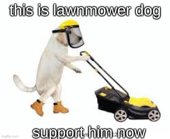 lawnmower dog | this is lawnmower dog; support him now | image tagged in lawnmower dog | made w/ Imgflip meme maker