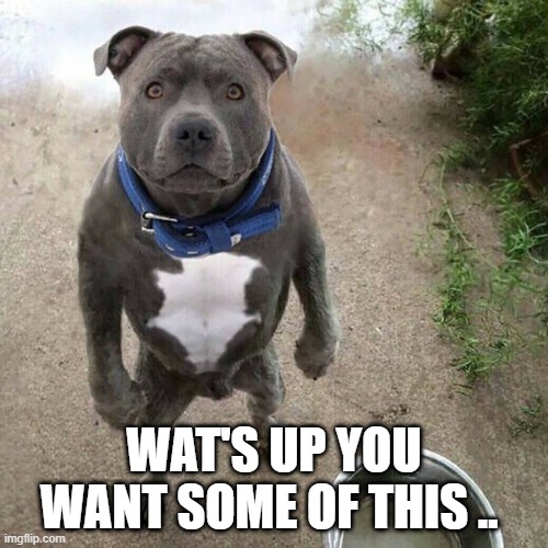 Dog | WAT'S UP YOU WANT SOME OF THIS .. | image tagged in what do we want | made w/ Imgflip meme maker