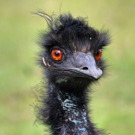 emu Blank Meme Template