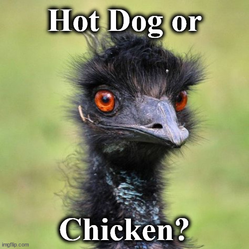 emu | Hot Dog or; Chicken? | image tagged in emu | made w/ Imgflip meme maker