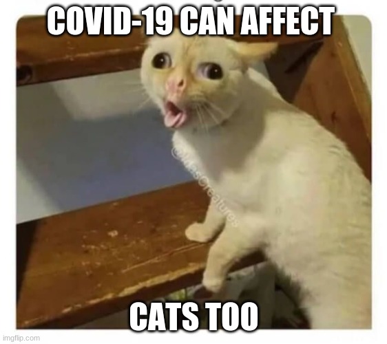 Covid Cat | COVID-19 CAN AFFECT; CATS TOO | image tagged in coughing cat | made w/ Imgflip meme maker