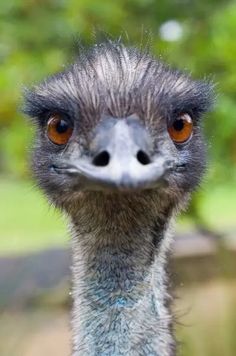 High Quality emu Blank Meme Template