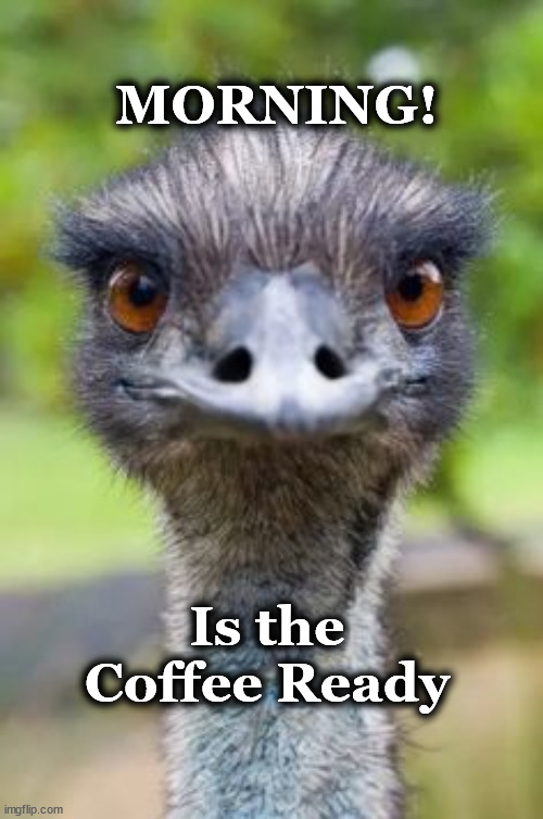 emu | MORNING! Is the Coffee Ready | image tagged in emu | made w/ Imgflip meme maker