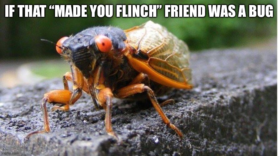 Made ya flinch | IF THAT “MADE YOU FLINCH” FRIEND WAS A BUG | image tagged in cicada | made w/ Imgflip meme maker