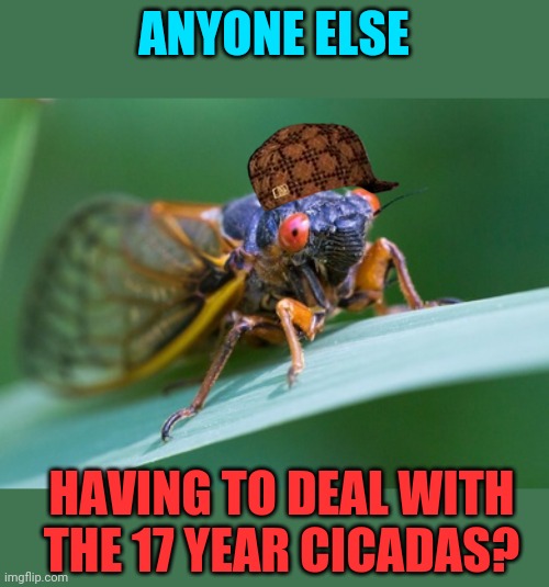 I know they're only in certain parts of the US. Anyone thought of eating them? | ANYONE ELSE; HAVING TO DEAL WITH THE 17 YEAR CICADAS? | made w/ Imgflip meme maker