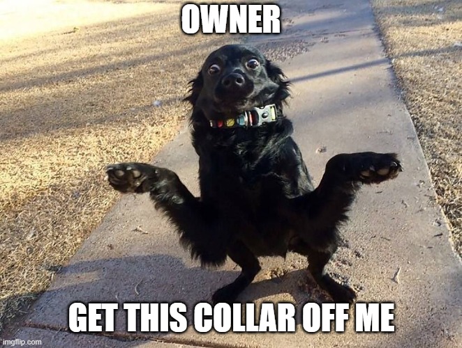 That looks uncomfortable... | OWNER; GET THIS COLLAR OFF ME | image tagged in dog dog doggity dog | made w/ Imgflip meme maker
