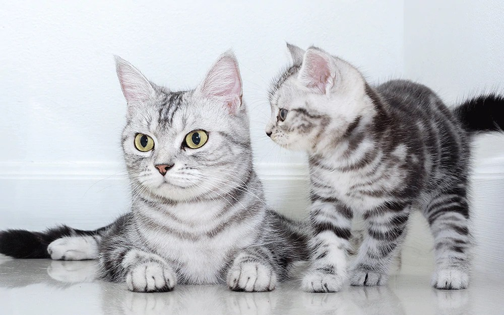 Cat ignoring kitten Blank Meme Template