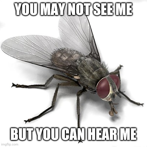 Flies, am I right? | YOU MAY NOT SEE ME; BUT YOU CAN HEAR ME | image tagged in scumbag house fly | made w/ Imgflip meme maker