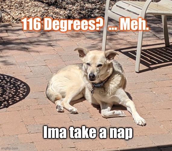 Arizona Dog | 116 Degrees?  ... Meh. Ima take a nap | image tagged in 116 degrees,not so hot | made w/ Imgflip meme maker