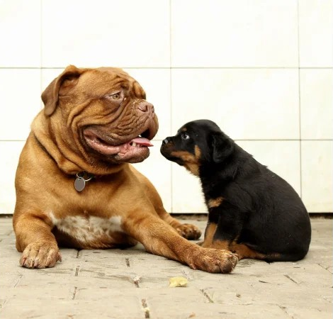 High Quality Dog Mastiff and puppy Rottweiler Blank Meme Template