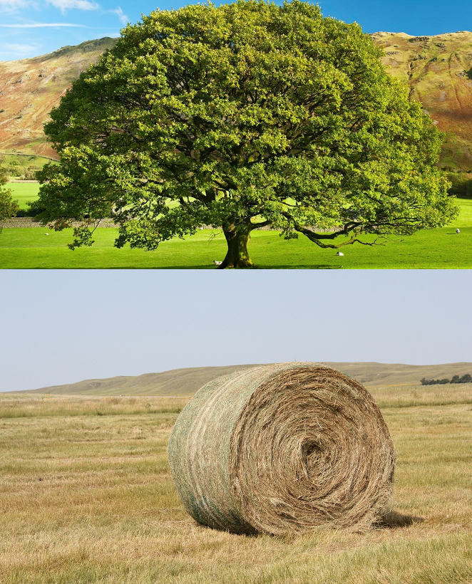 Oak hay Blank Meme Template