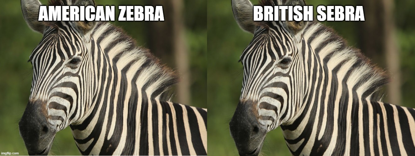 Sebra | AMERICAN ZEBRA; BRITISH SEBRA | image tagged in zebra | made w/ Imgflip meme maker