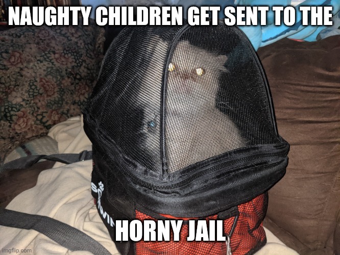 Naughty children | NAUGHTY CHILDREN GET SENT TO THE; HORNY JAIL | image tagged in cat,funny,jail,go to horny jail,cage | made w/ Imgflip meme maker
