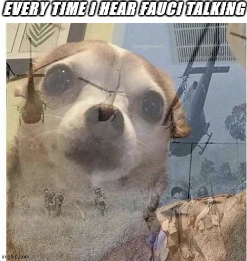 It’s starting to get bad now | EVERY TIME I HEAR FAUCI TALKING | image tagged in blank white template,ptsd chihuahua | made w/ Imgflip meme maker