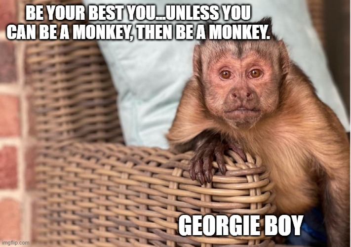 Georgie Boy | BE YOUR BEST YOU...UNLESS YOU CAN BE A MONKEY, THEN BE A MONKEY. GEORGIE BOY | image tagged in georgie boy,pet monkey,emotional support animal,george the monkey,monkey george | made w/ Imgflip meme maker
