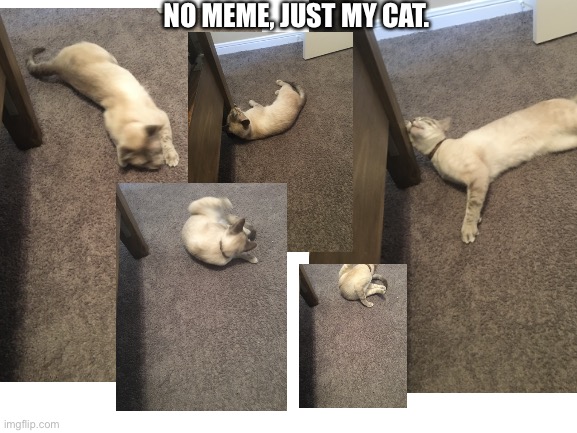 NO MEME, JUST MY CAT. | image tagged in cats | made w/ Imgflip meme maker