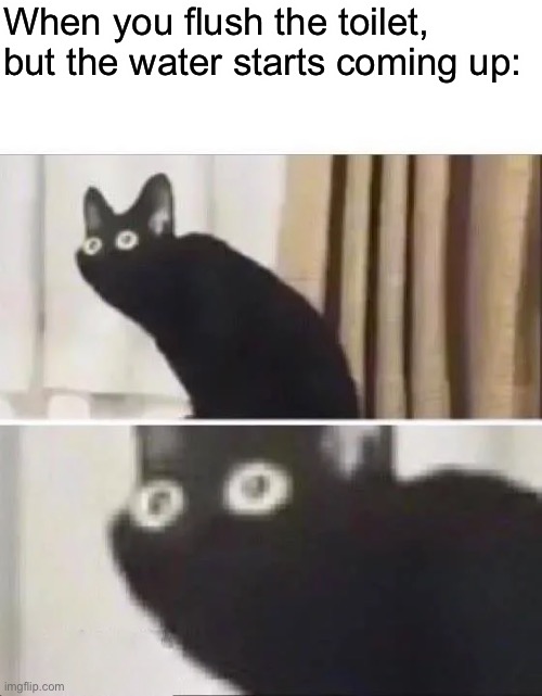 Oh No Black Cat | When you flush the toilet, but the water starts coming up: | image tagged in oh no black cat | made w/ Imgflip meme maker