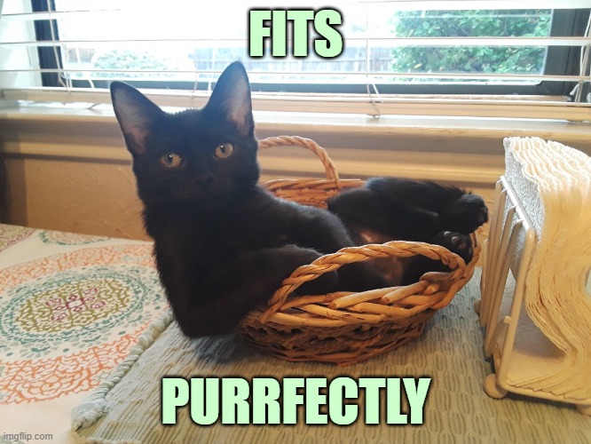 ◄► Reaction: Fits purrfectly | FITS PURRFECTLY | image tagged in i'm purrfectly comfortable,cats,comment,reaction | made w/ Imgflip meme maker