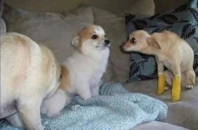Dog avoiding eye contact with other dog 2 Blank Meme Template