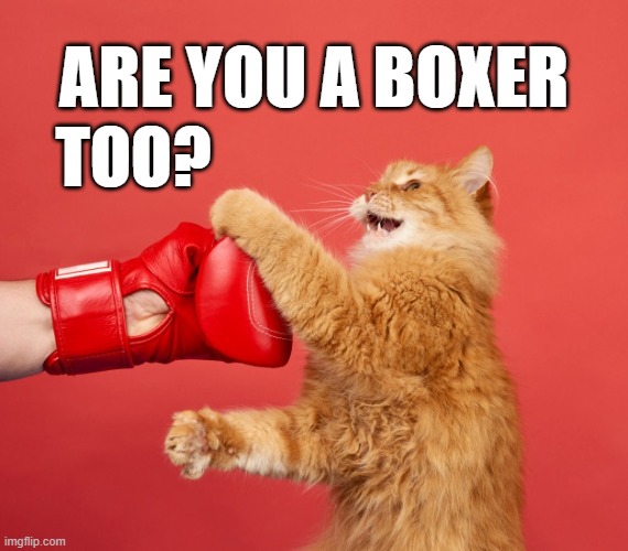 ARE YOU A BOXER TOO? | made w/ Imgflip meme maker