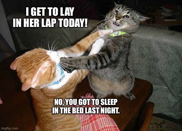 Two cats fighting for real | I GET TO LAY IN HER LAP TODAY! NO, YOU GOT TO SLEEP IN THE BED LAST NIGHT. | image tagged in two cats fighting for real | made w/ Imgflip meme maker