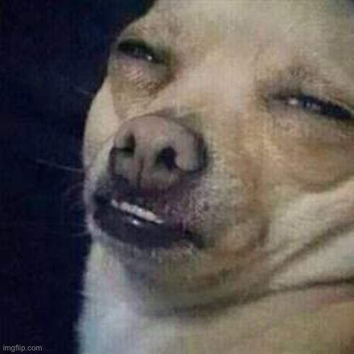 no shit dog | image tagged in no shit dog | made w/ Imgflip meme maker