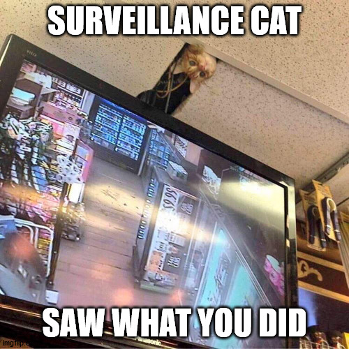 SURVEILLANCE CAT; SAW WHAT YOU DID | made w/ Imgflip meme maker