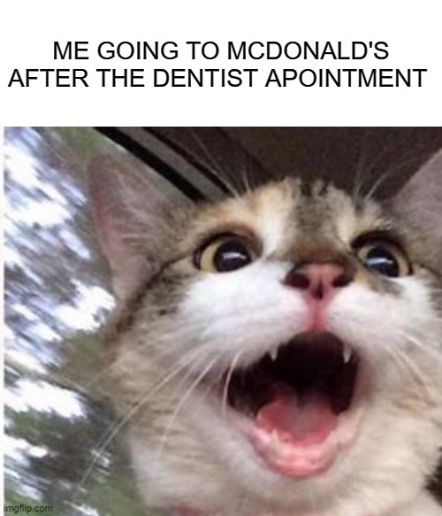 McDonald's | ME GOING TO MCDONALD'S AFTER THE DENTIST APOINTMENT | image tagged in excited cat | made w/ Imgflip meme maker