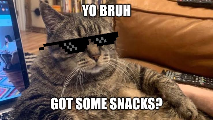 Got some snacks? | YO BRUH; GOT SOME SNACKS? | image tagged in cats,memes,funny,cool | made w/ Imgflip meme maker