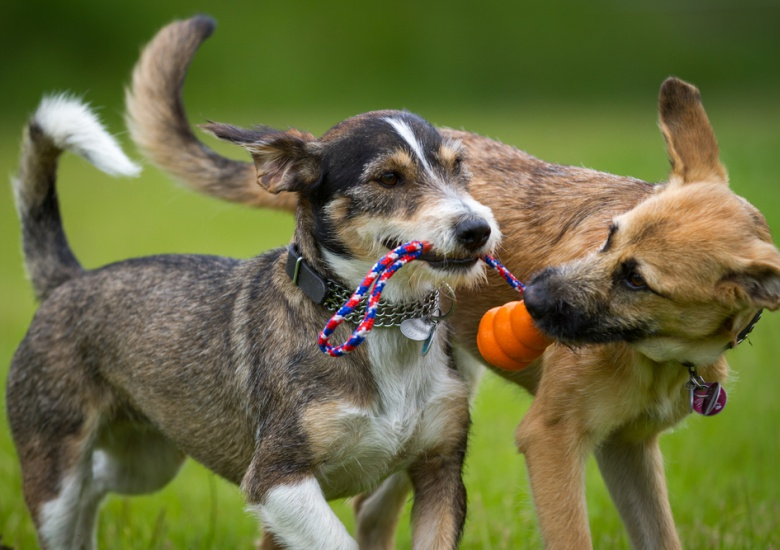 Dog looking at other dog 3 Blank Meme Template