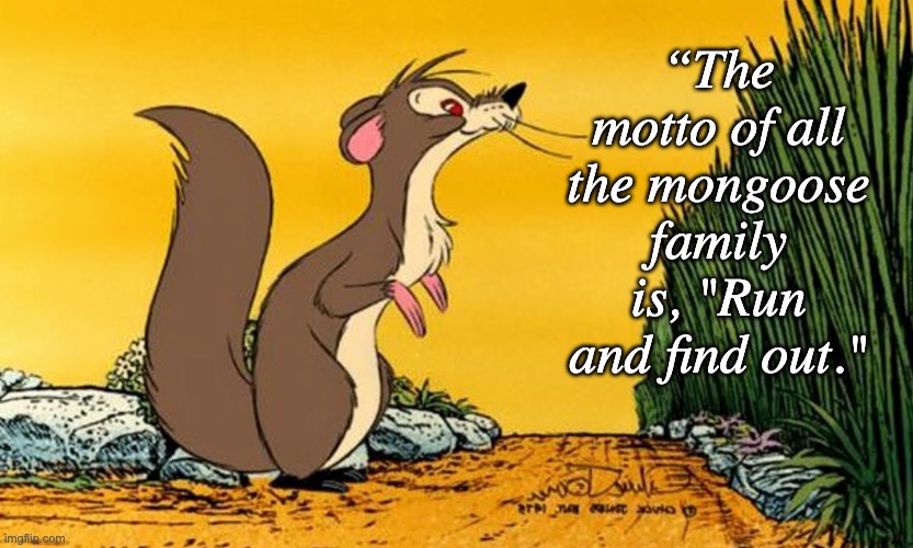 I do love Kipling | “The motto of all the mongoose family is, "Run and find out." | image tagged in story,curiosity | made w/ Imgflip meme maker