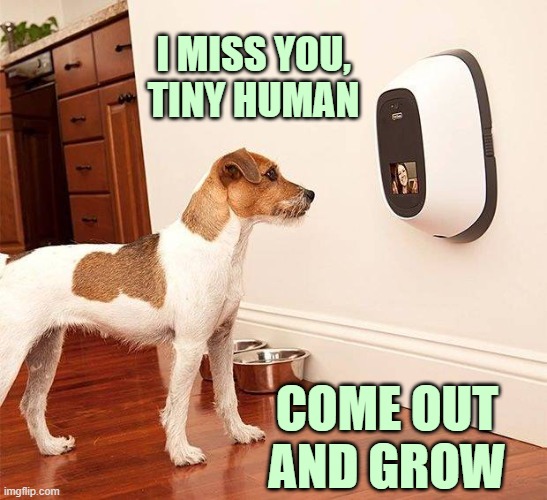 Calling her out | I MISS YOU,
TINY HUMAN; COME OUT
AND GROW | image tagged in pet nanny,dogs,doggo,what in tarnation dog | made w/ Imgflip meme maker