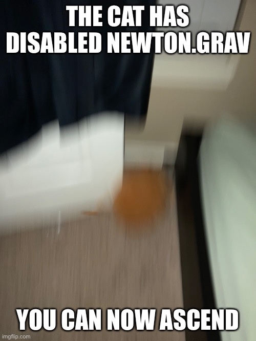 ascending Kitten | THE CAT HAS DISABLED NEWTON.GRAV; YOU CAN NOW ASCEND | image tagged in meow | made w/ Imgflip meme maker