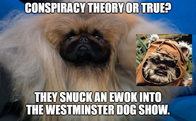 They Snuck an Ewok into the Westminster Dog Show. |  CONSPIRACY THEORY OR TRUE? THEY SNUCK AN EWOK INTO THE WESTMINSTER DOG SHOW. | image tagged in ewok,dogs | made w/ Imgflip meme maker