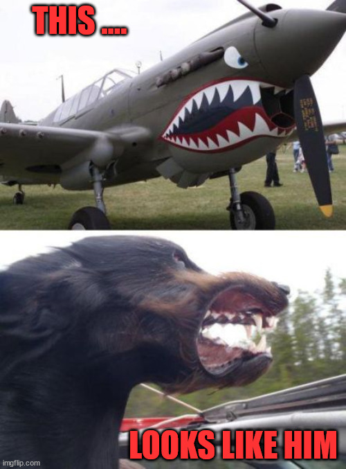 THIS .... LOOKS LIKE HIM | image tagged in dogs | made w/ Imgflip meme maker