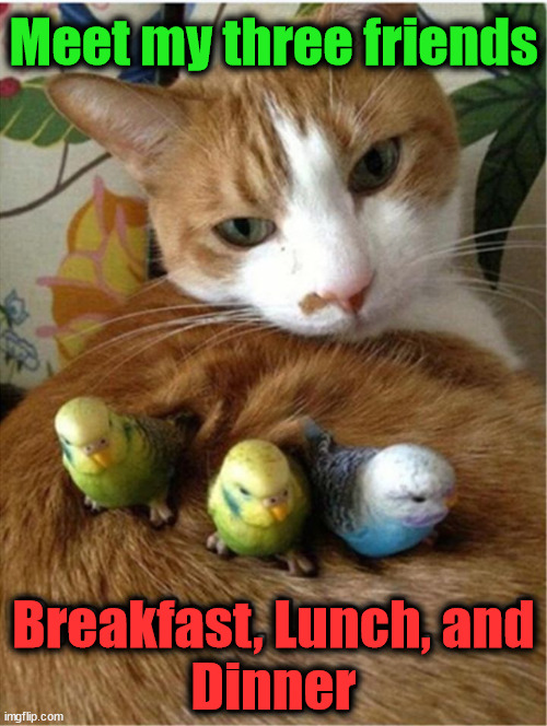 Meet my three friends; Breakfast, Lunch, and
Dinner | image tagged in cats | made w/ Imgflip meme maker