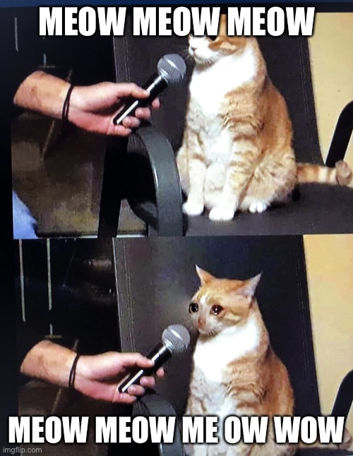 Cat interview crying | MEOW MEOW MEOW; MEOW MEOW ME OW WOW | image tagged in cat interview crying | made w/ Imgflip meme maker