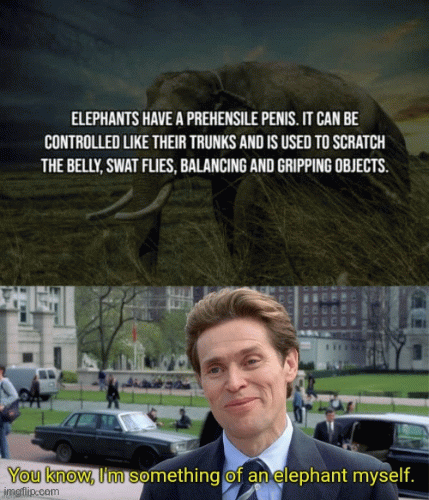 Elephant | image tagged in funny memes | made w/ Imgflip images-to-gif maker