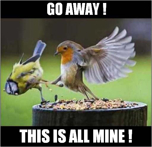 Selfish Robin | GO AWAY ! THIS IS ALL MINE ! | image tagged in fun,angry birds,birds | made w/ Imgflip meme maker