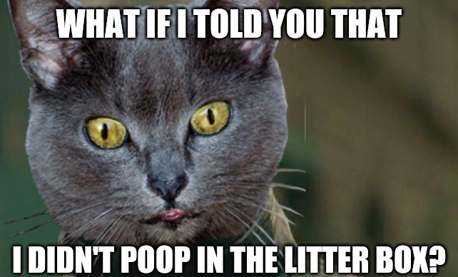 WHAT IF I TOLD YOU THAT; I DIDN'T POOP IN THE LITTER BOX? | image tagged in cats,poop,litter box,memes | made w/ Imgflip meme maker