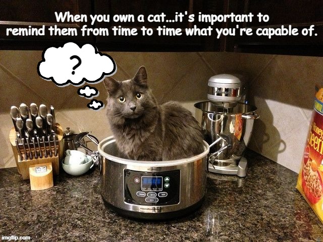 When you own a cat...it's important to remind them from time to time what you're capable of. ? | image tagged in funny,dark humor | made w/ Imgflip meme maker