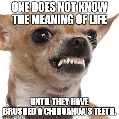 Angry chihuahua  |  ONE DOES NOT KNOW THE MEANING OF LIFE; UNTIL THEY HAVE BRUSHED A CHIHUAHUA'S TEETH. | image tagged in angry chihuahua | made w/ Imgflip meme maker